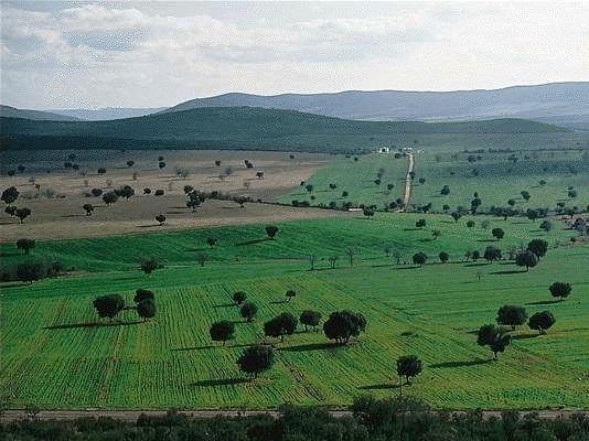 Dehesa del Parque Nacional de Cabañeros