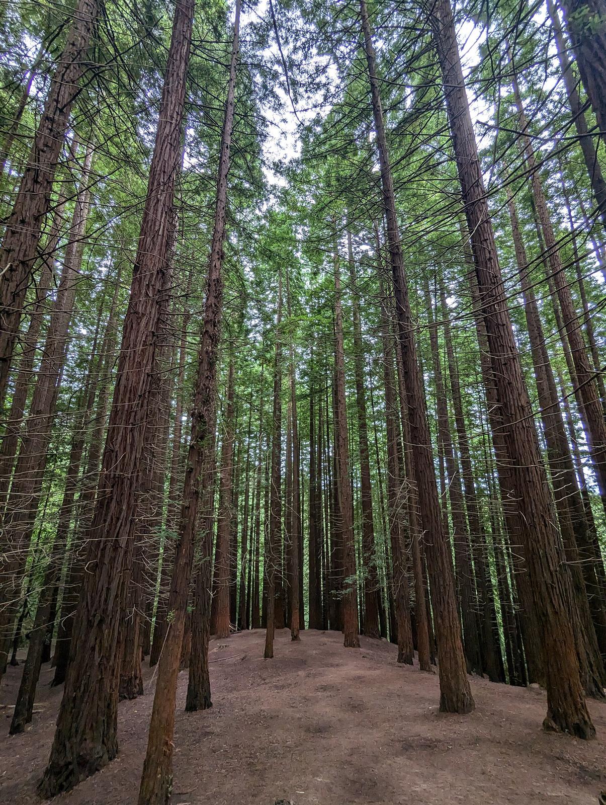 Camino entre las secuoyas, con profundidad de bosque