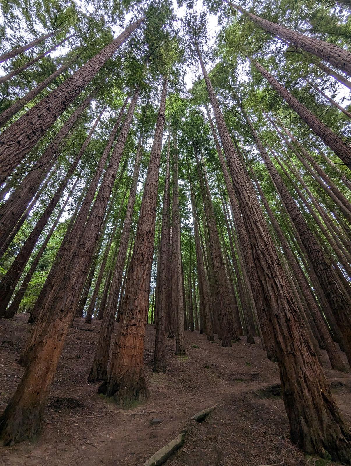 Vista hacia las copas de las secuoyas, con la luz filtrándose entre las ramas