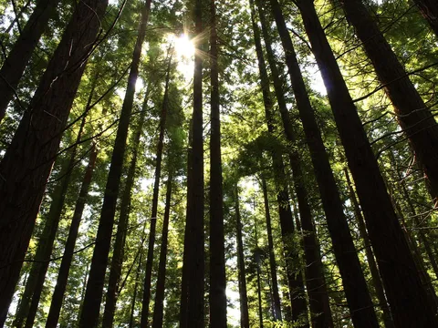 Bosque de Secuoyas de Cabezón de la Sal, árboles gigantes en Cantabria
