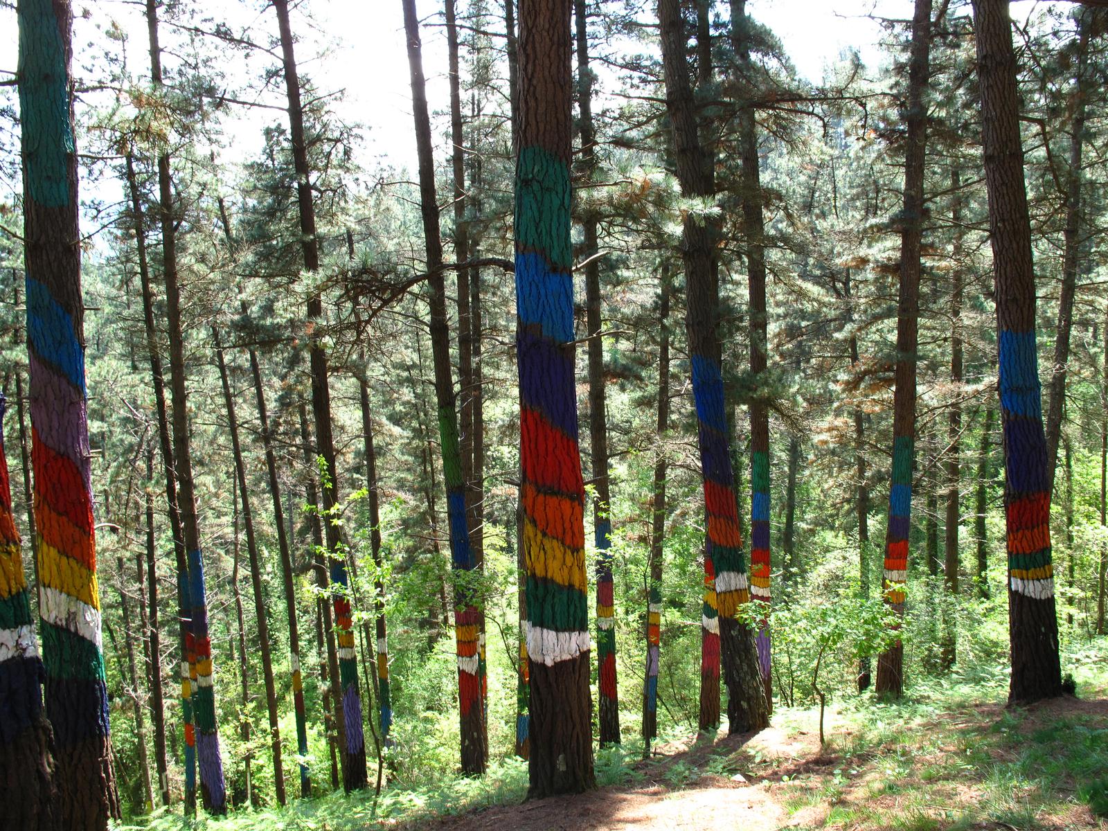 Vista general del Bosque Pintado de Oma en Kortezubi, con los troncos de pino pintados por Agustín Ibarrola