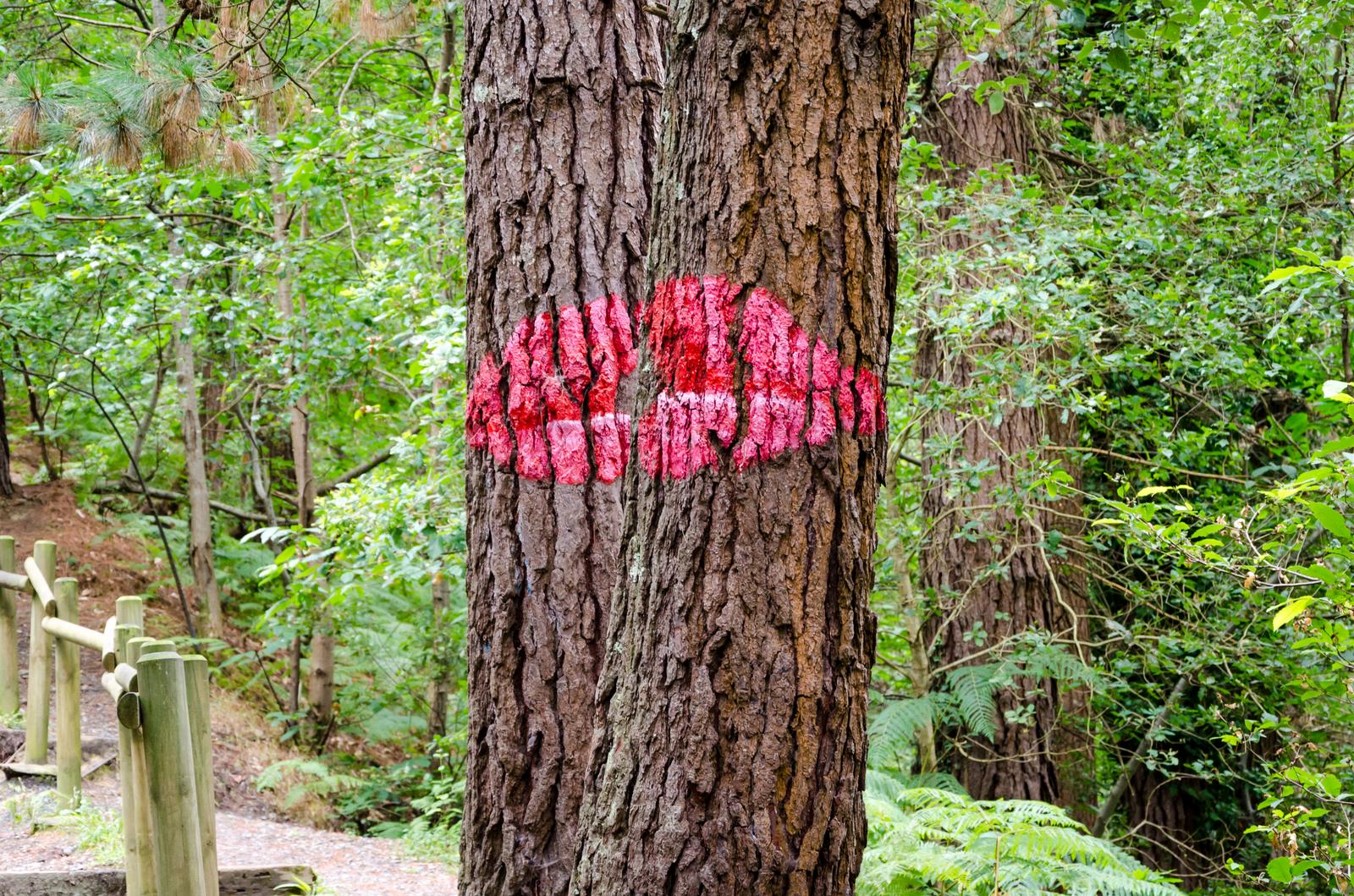 Figuras de labios pintadas sobre los troncos de pinos del Bosque de Oma, obra de Ibarrola