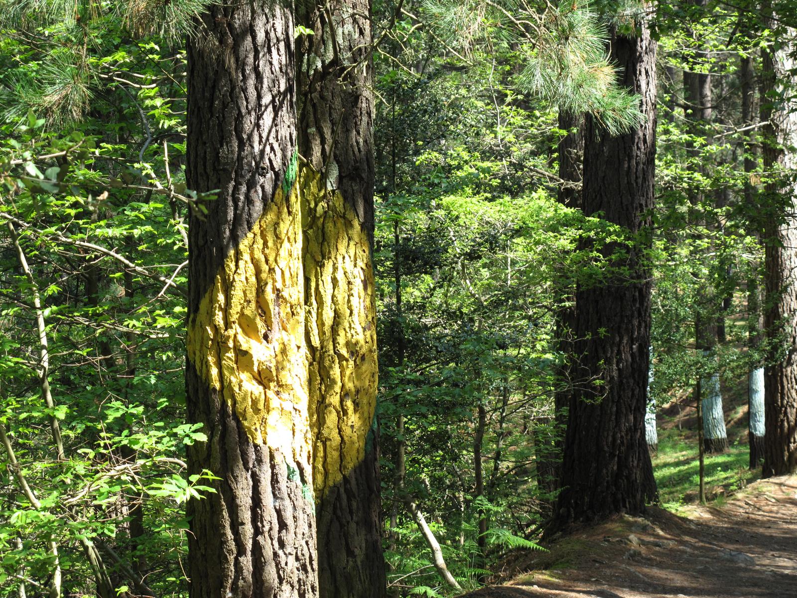 Conjunto de troncos pintados del Bosque de Oma en Kortezubi, Bizkaia, con figuras geométricas y humanas