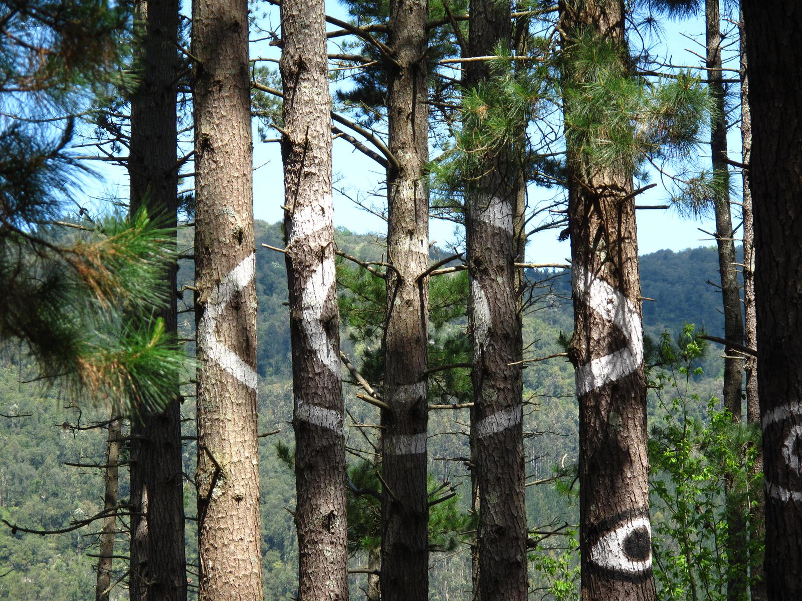 El ojo, uno de los motivos más icónicos del Bosque Pintado de Oma: figura formada por la alineación de varios troncos pintados por Ibarrola