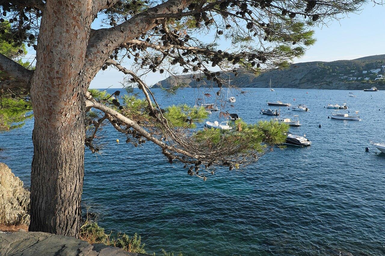 Pino mediterráneo enmarcando la bahía de Cadaqués con veleros, Girona