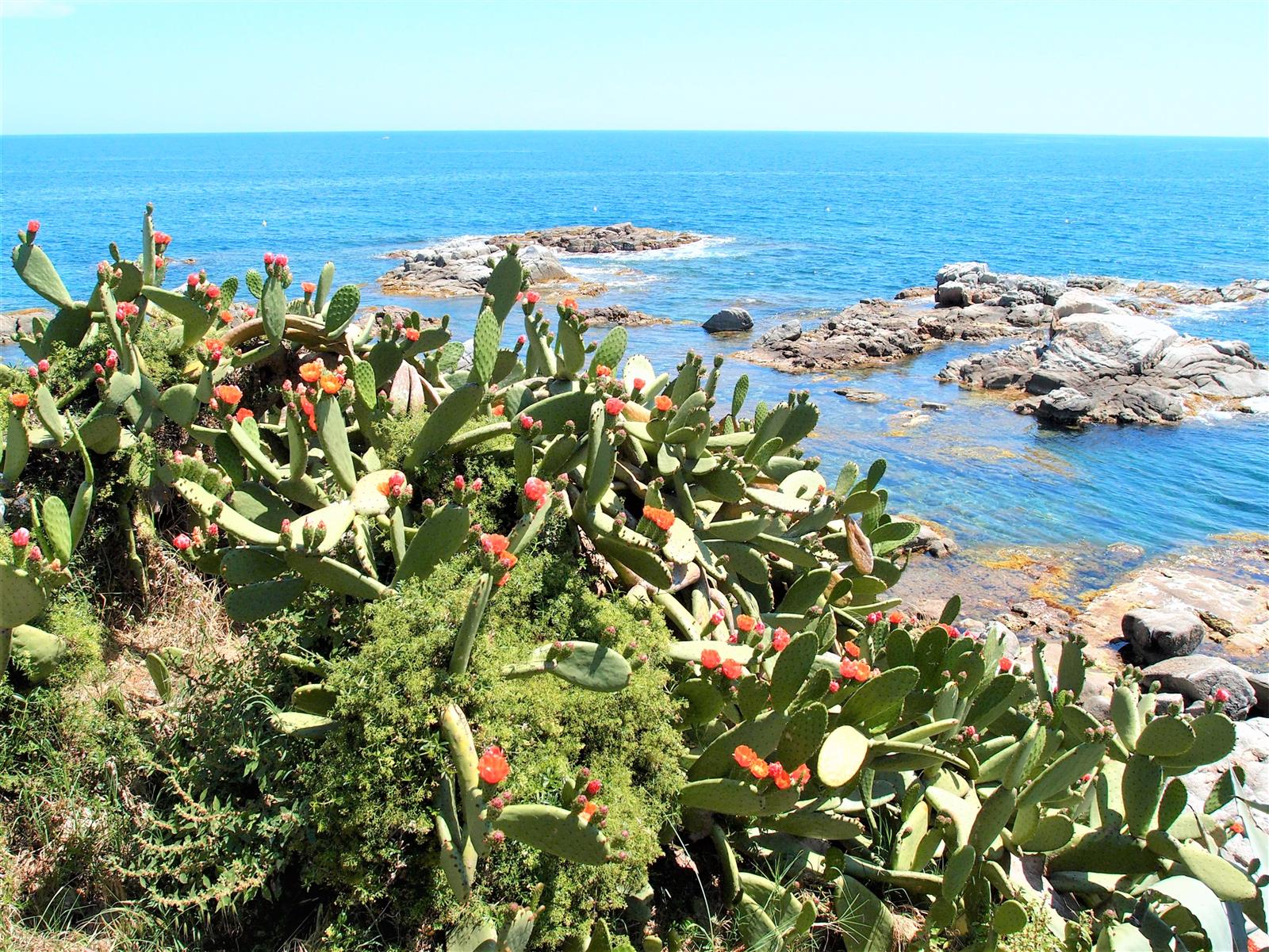 Costa rocosa y chumberas junto al mar en Calella de Palafrugell, Baix Empordà, Girona