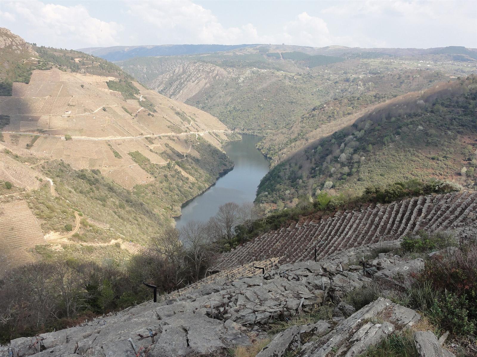 Vista del cañón con los viñedos en socalcos en primer plano