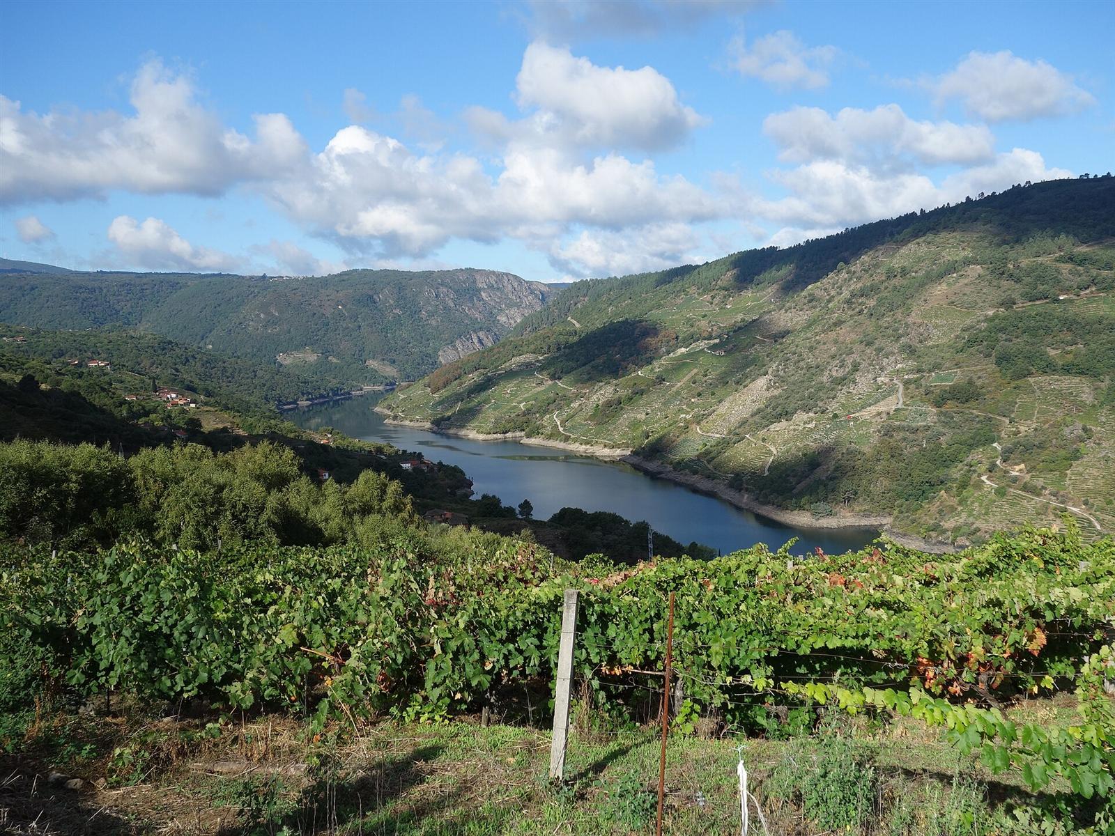 El cañón desde un viñedo, con el río al fondo