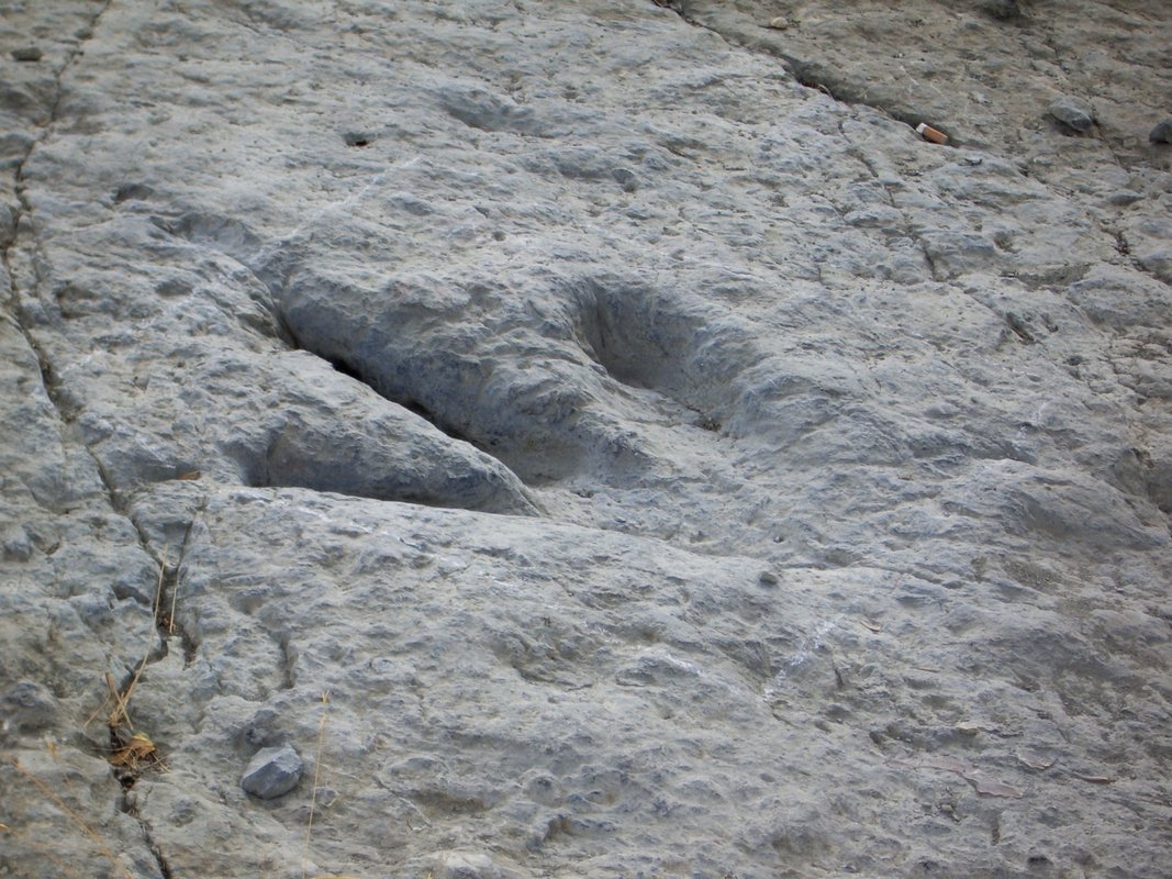 Detalle de una icnita de terópodo en el yacimiento de Enciso, La Rioja: huella tridáctila individual con marcas de los tres dedos del pie