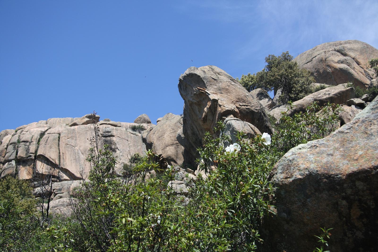 Roca y vegetación en La Pedriza