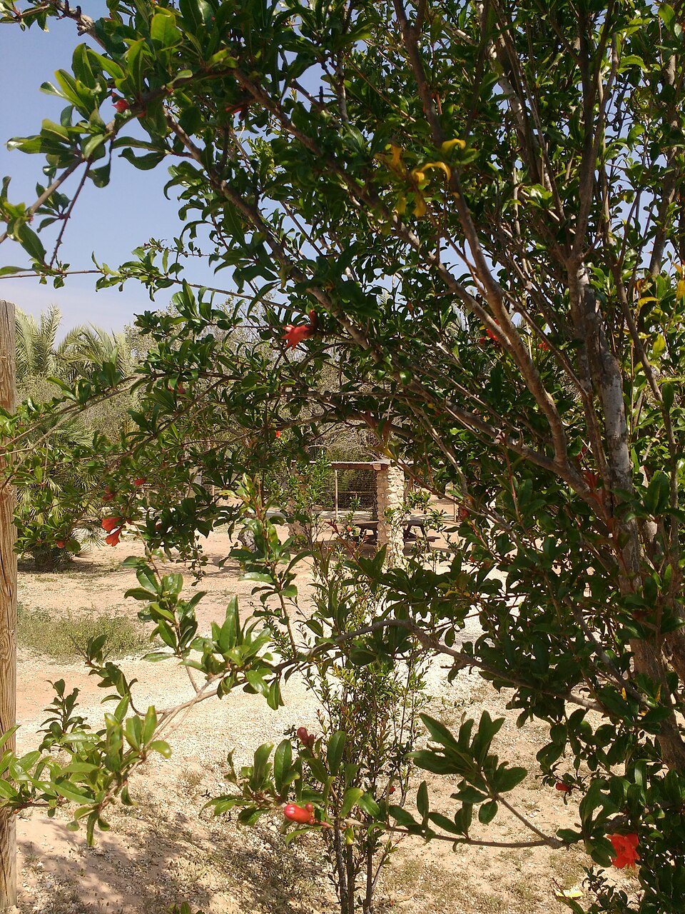 Laguna y vegetación de carrizo en el Clot de Galvany, Alicante