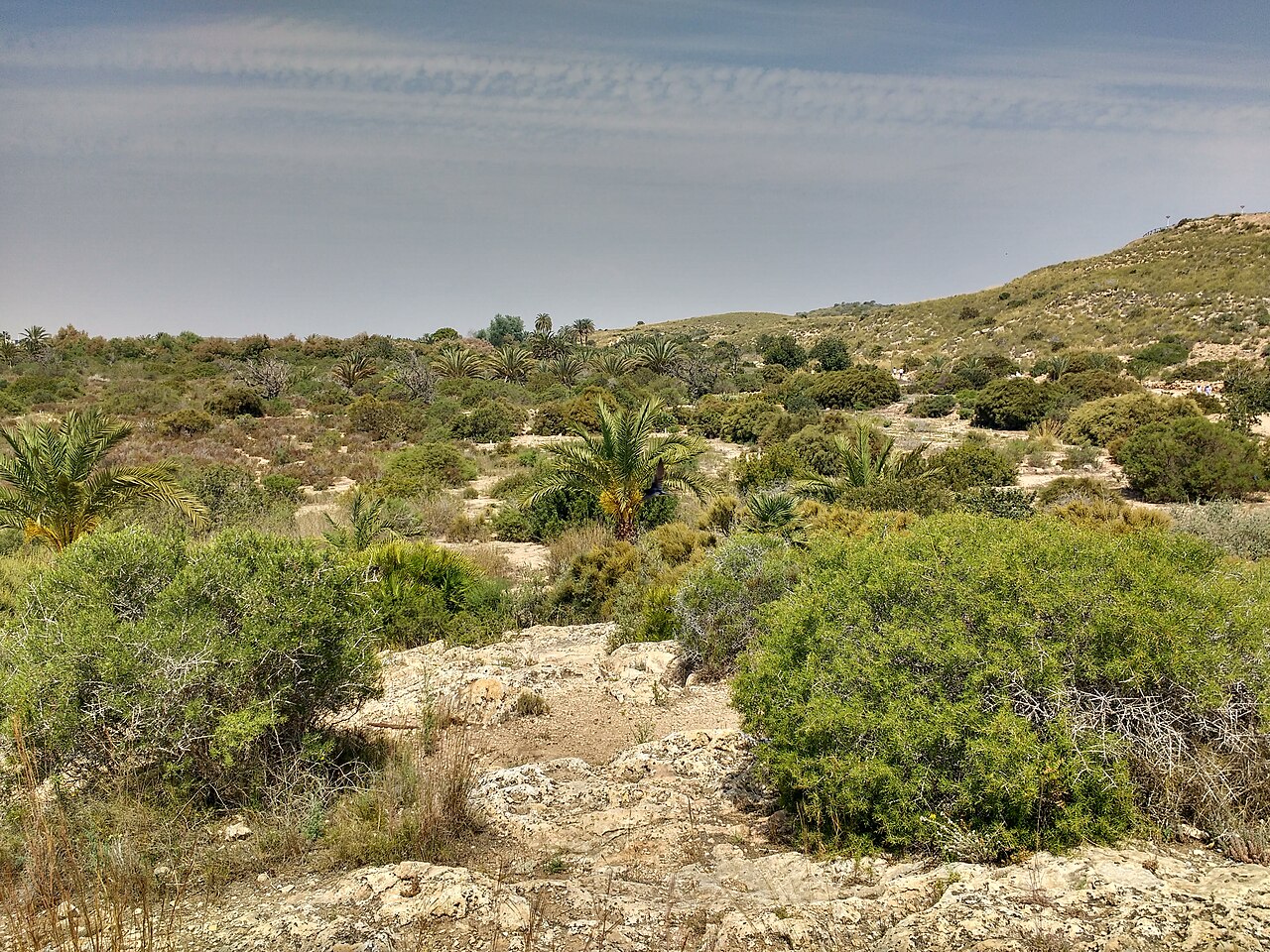 Vista general del humedal del Clot de Galvany entre Elche y Santa Pola, Alicante