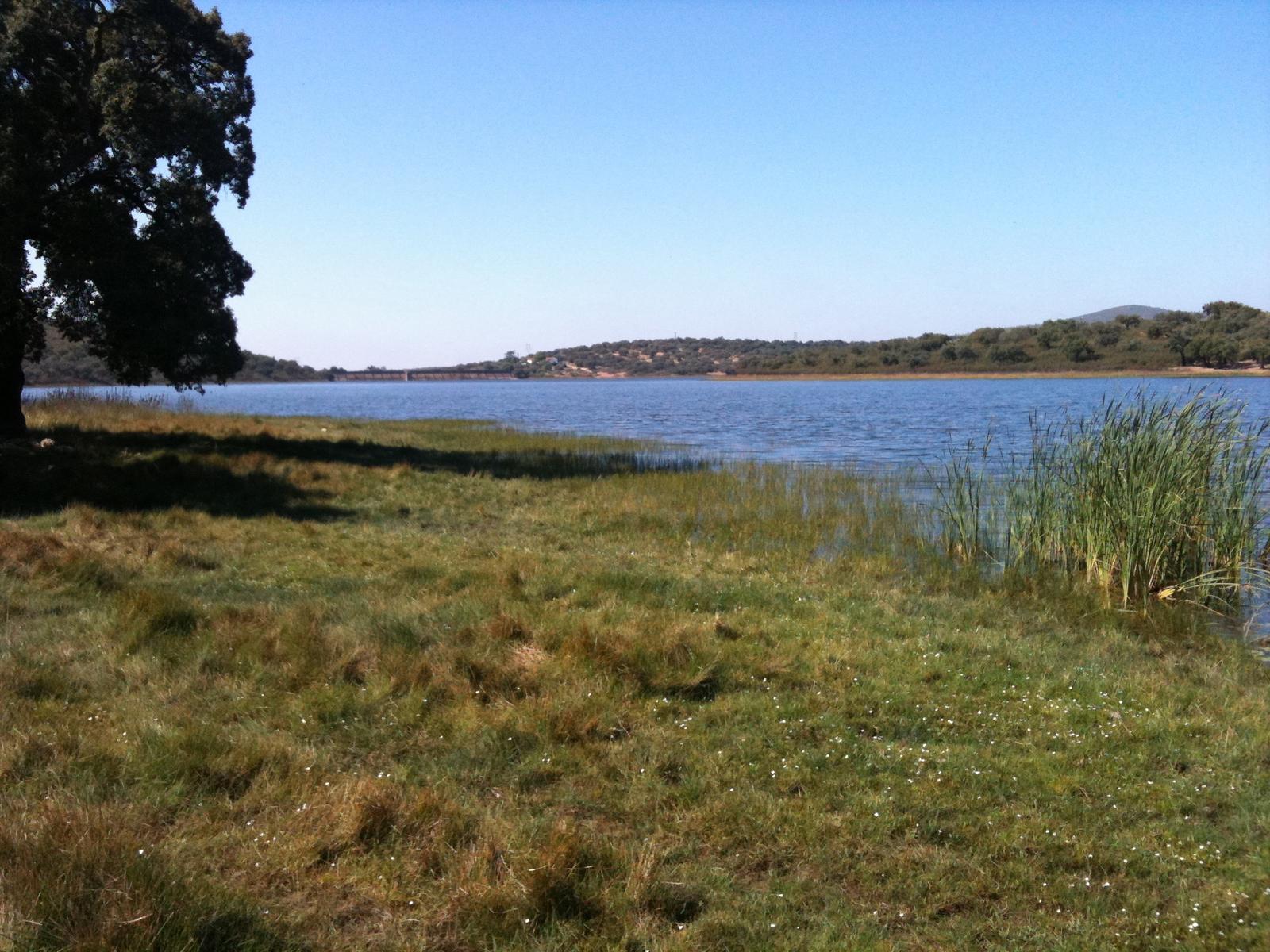 Orilla del embalse con vegetación de ribera