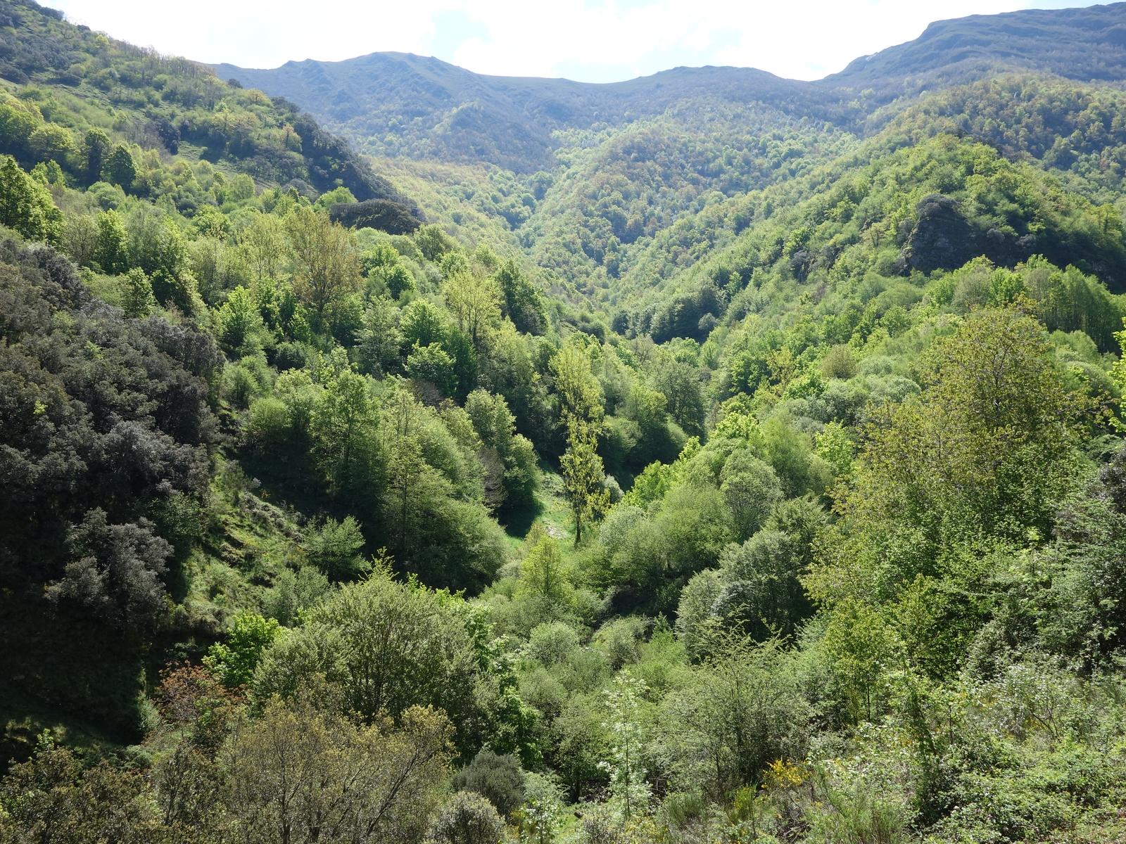 Bosque primario de la Devesa da Rogueira