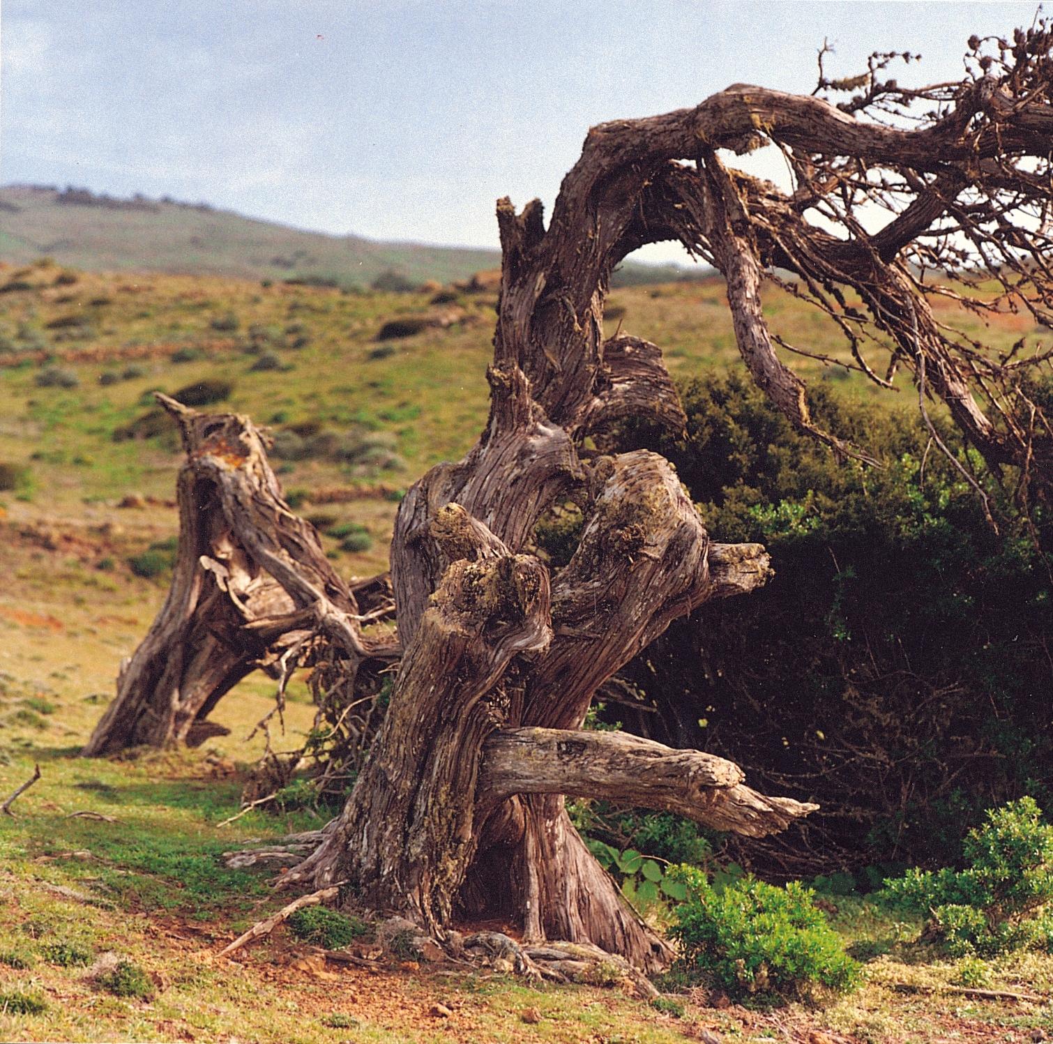 Paisaje de La Dehesa con varias sabinas retorcidas por el viento
