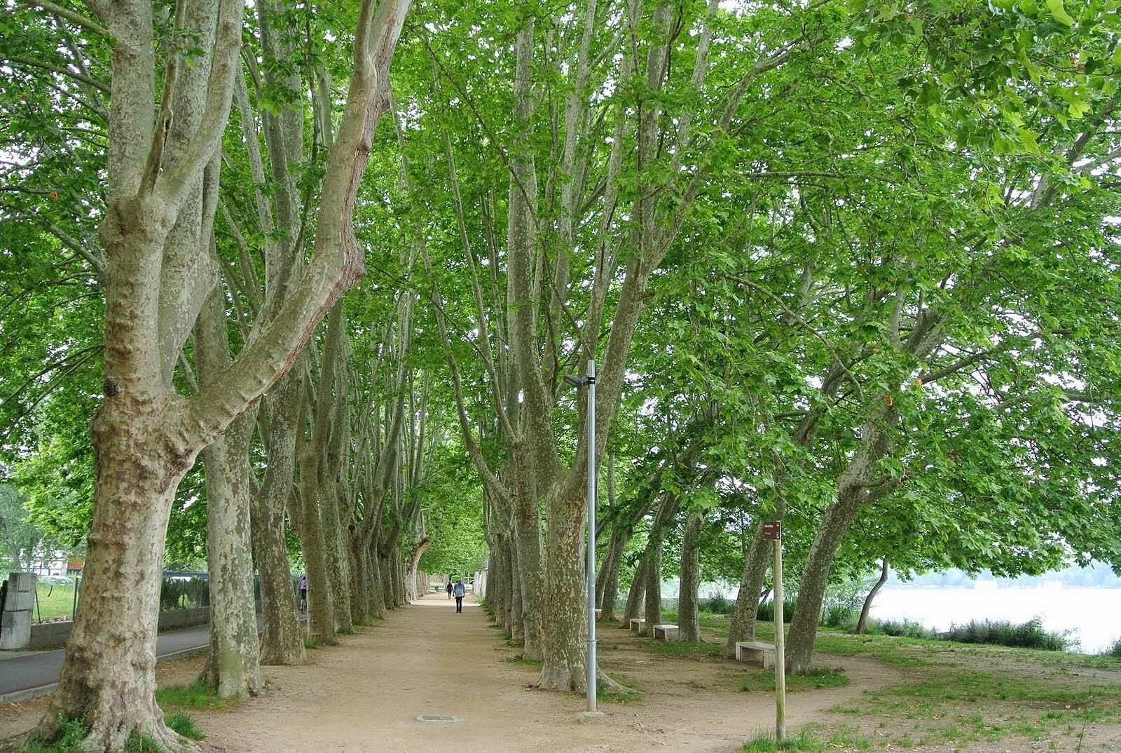 Paseo arbolado de plátanos centenarios junto al Estany de Banyoles, con el lago visible entre los troncos