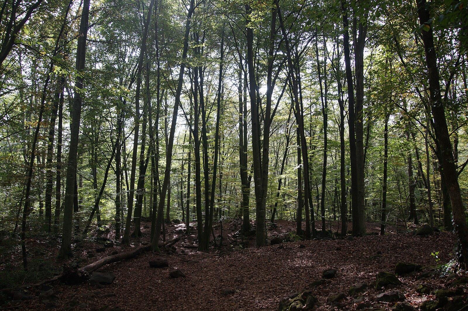 Interior oscuro del hayedo de la Fageda d'en Jordà en otoño, con troncos altos y hojas secas en el suelo volcánico