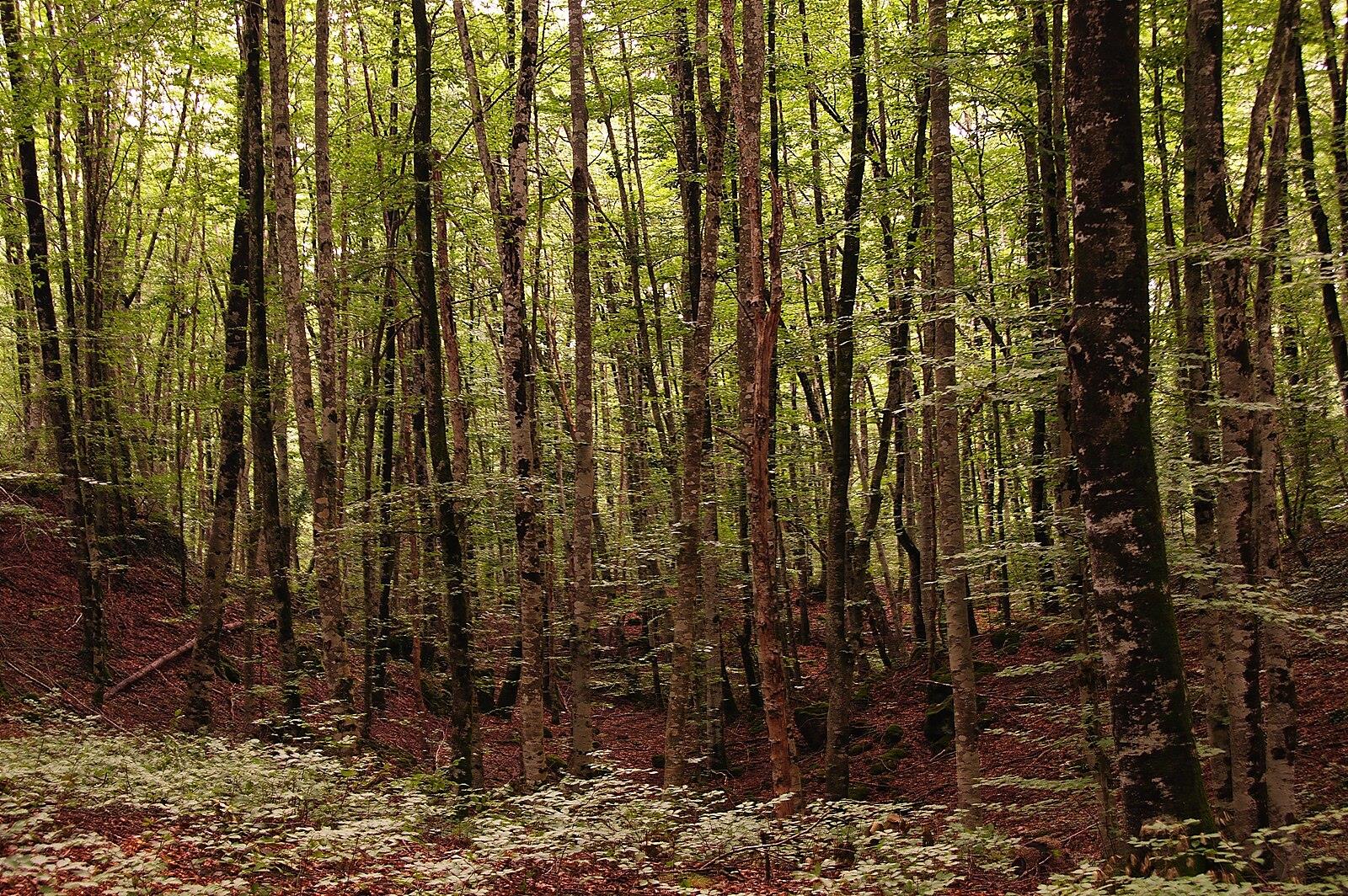 Interior verde y denso de la Fageda d'en Jordà en primavera, con la luz difusa filtrándose entre las hayas