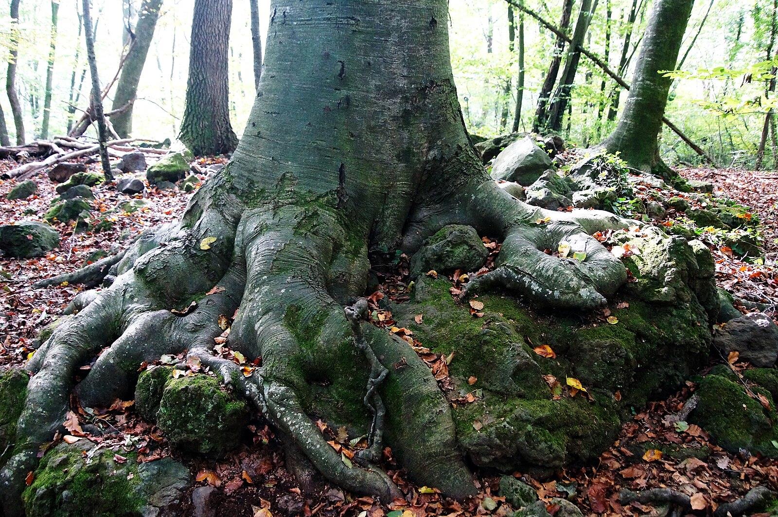 Raíces gigantes de un haya abrazando las rocas volcánicas cubiertas de musgo en la Fageda d'en Jordà, Garrotxa