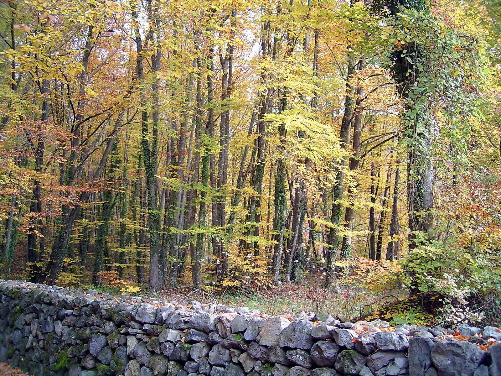El hayedo de la Fageda d'en Jordà en otoño dorado, con el muro de piedra volcánica y las hayas de colores cálidos