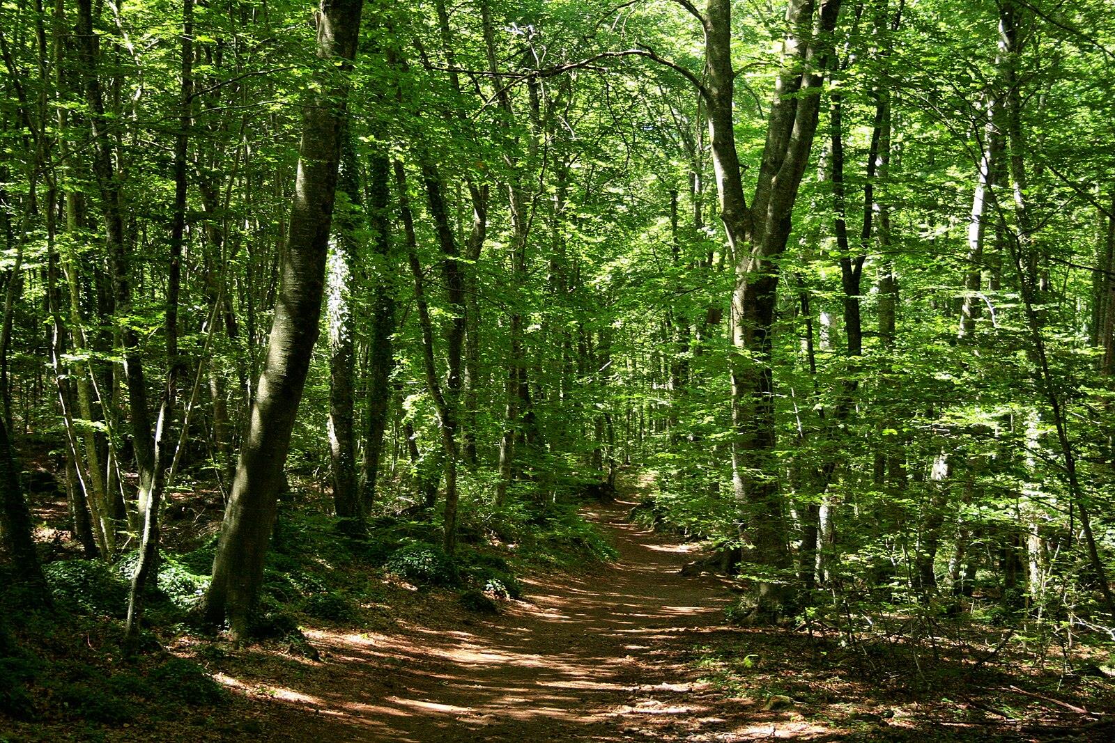 Camino sombreado entre hayas en La Fageda d'en Jordà, con luz solar filtrándose entre los troncos, Garrotxa, Girona