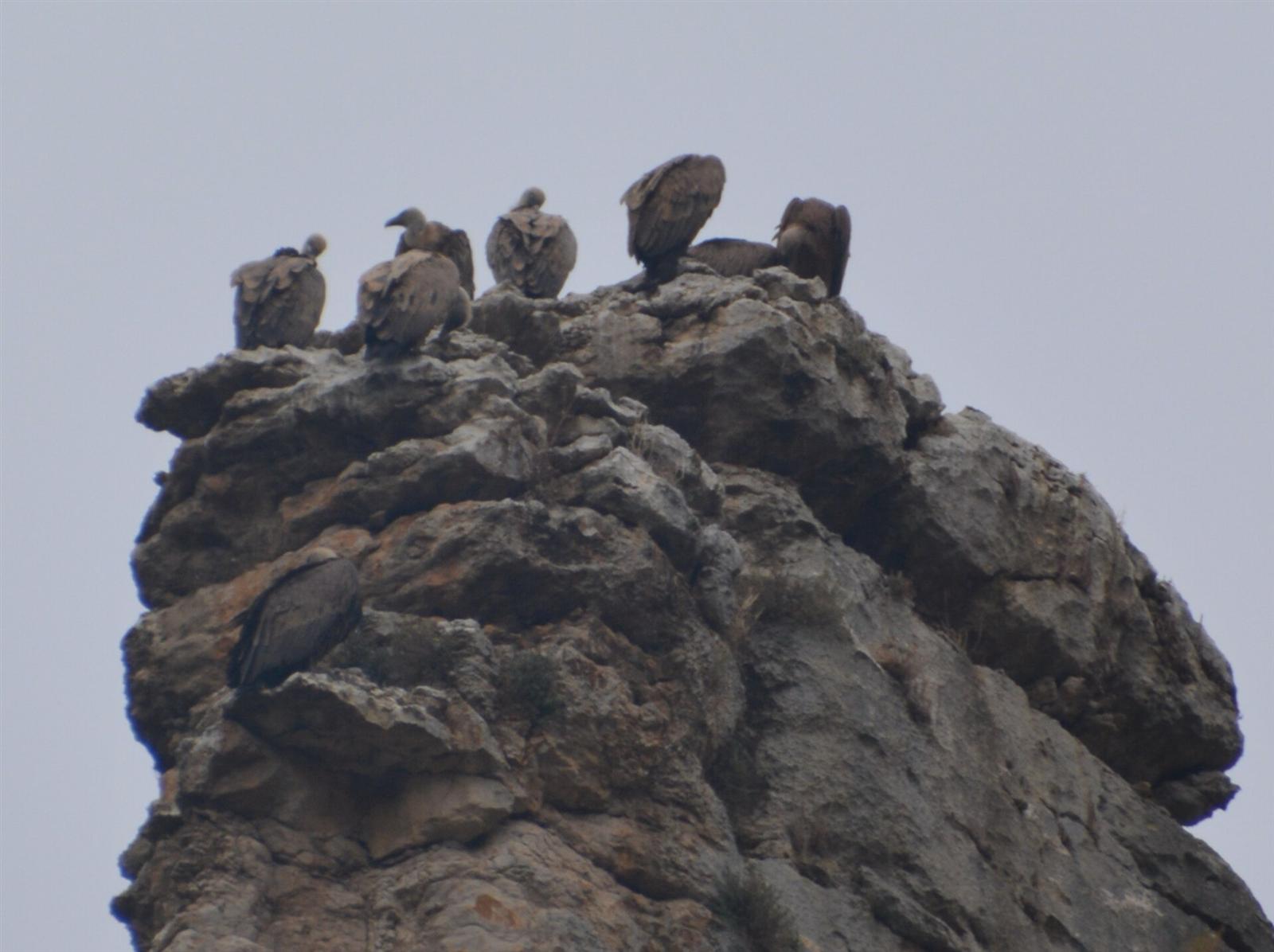 Grupo de buitres leonados, la colonia que da fama a la Reserva Natural