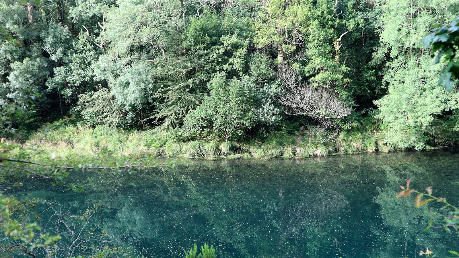 Bosque atlántico reflejado en el río Eume