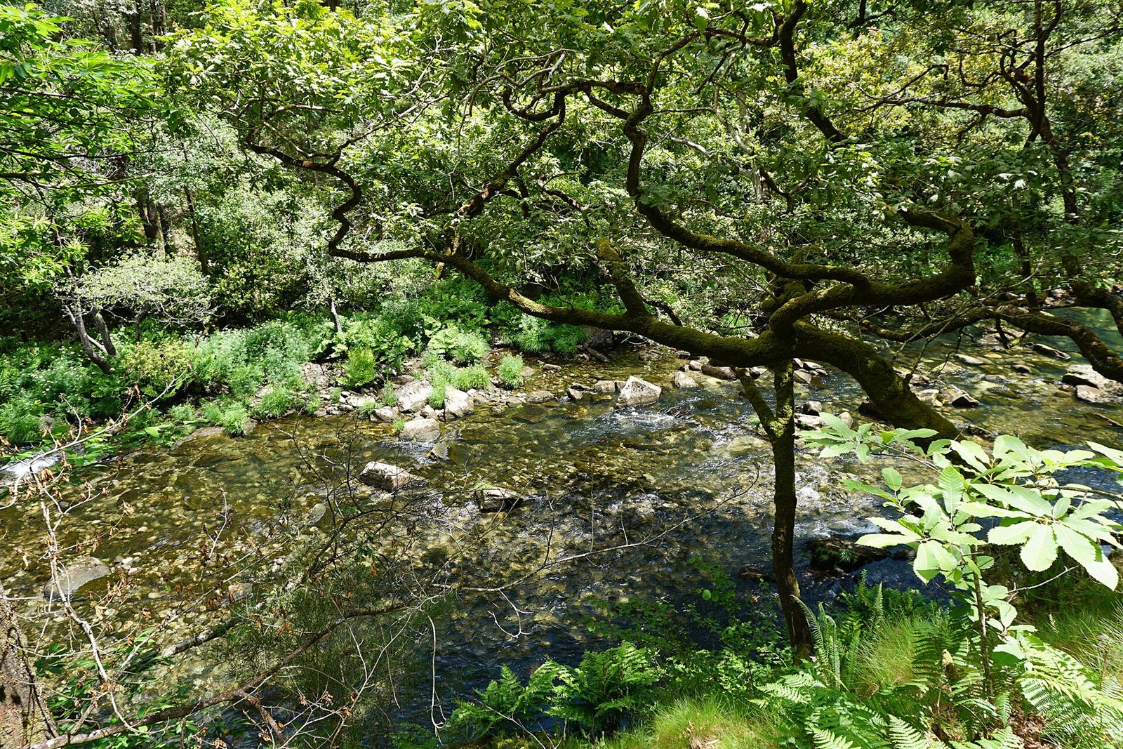 Detalle del río Eume entre la vegetación de ribera