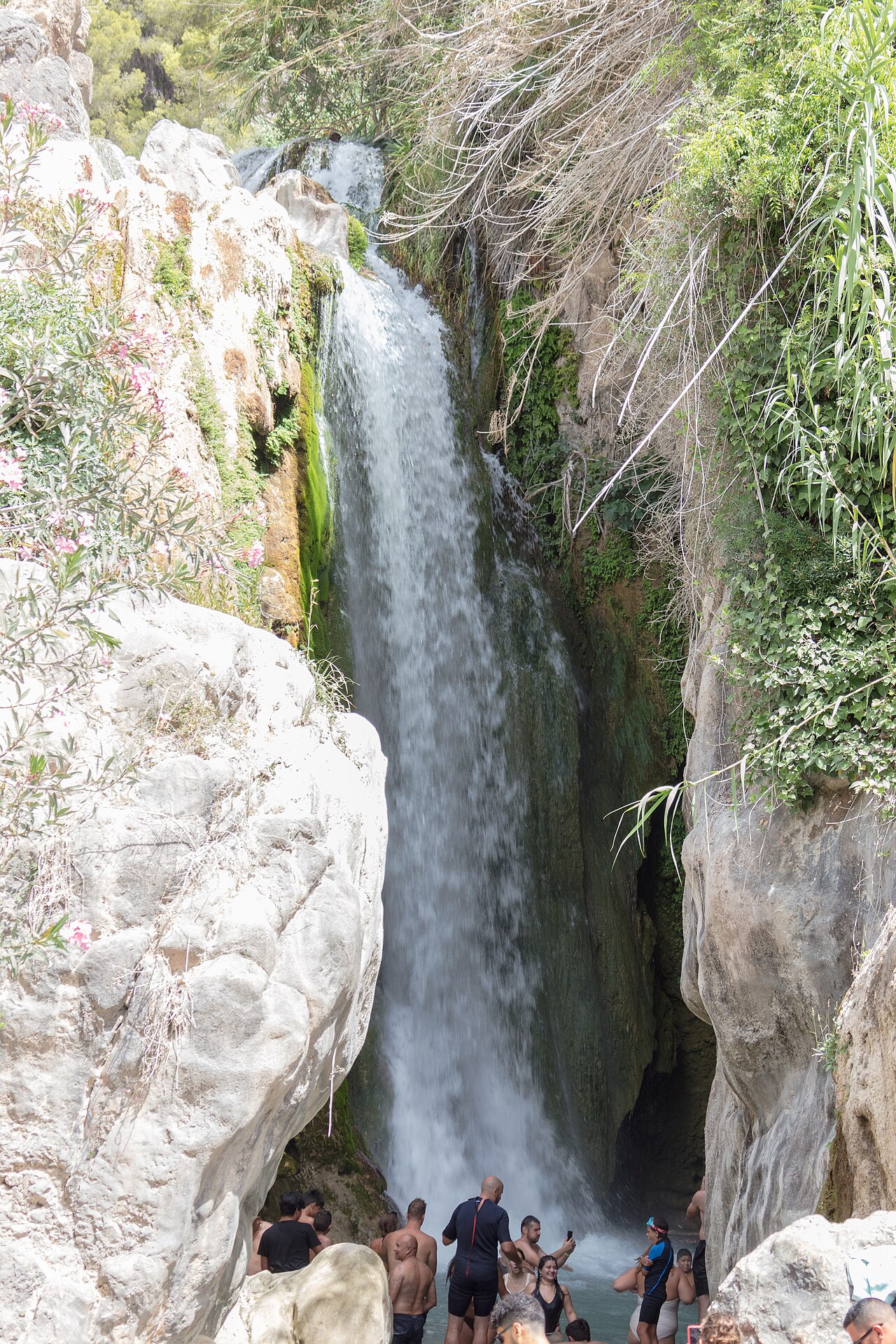 Vegetación subtropical en el entorno de las Fuentes del Algar