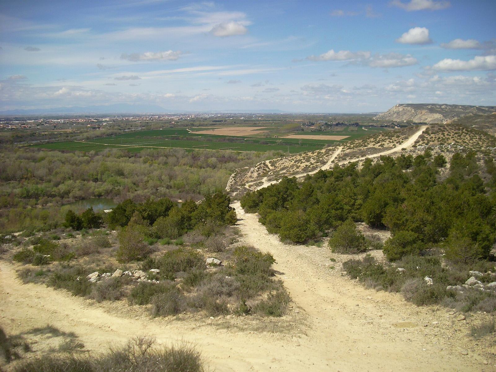 Sendero por la zona de estepa, con pinos y el galacho al fondo