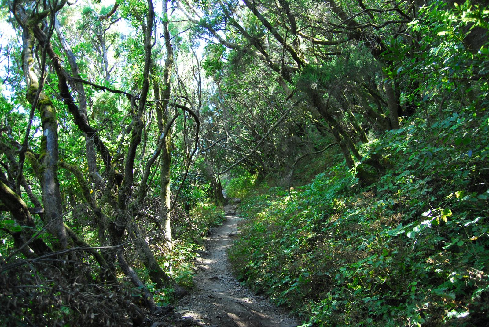 Sendero de laurisilva en el Parque Nacional de Garajonay