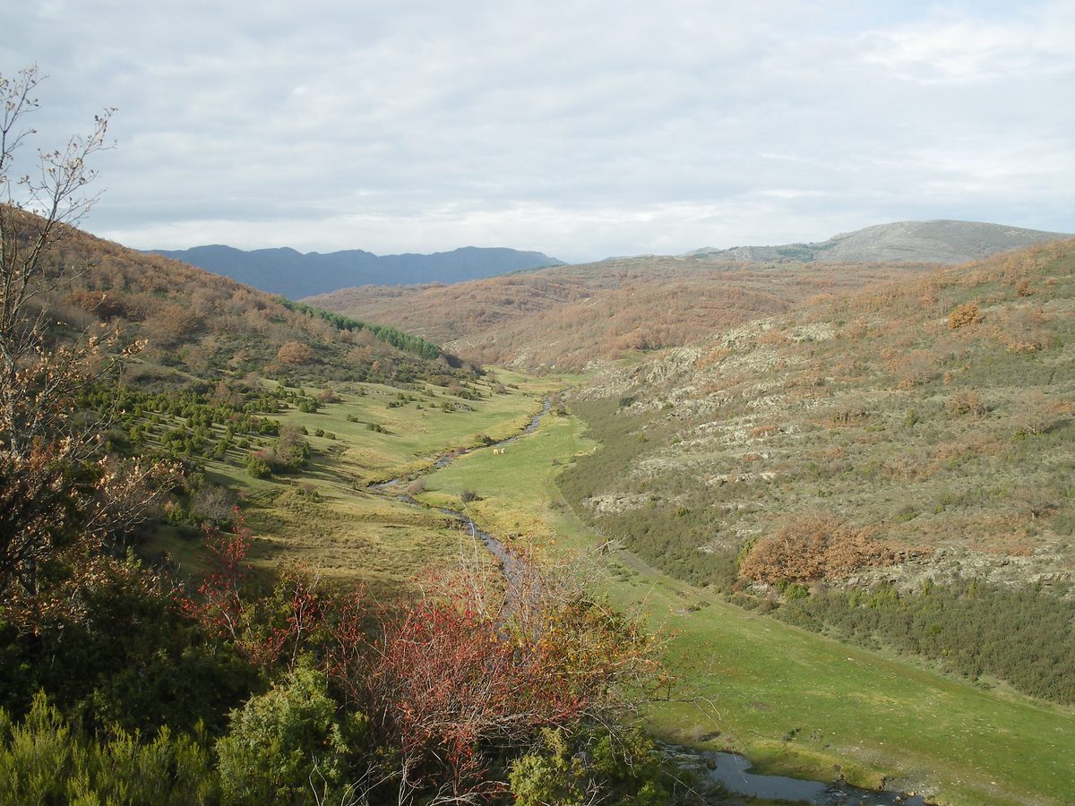 Interior del Hayedo de la Tejera Negra con visitantes entre los troncos de haya en otoño