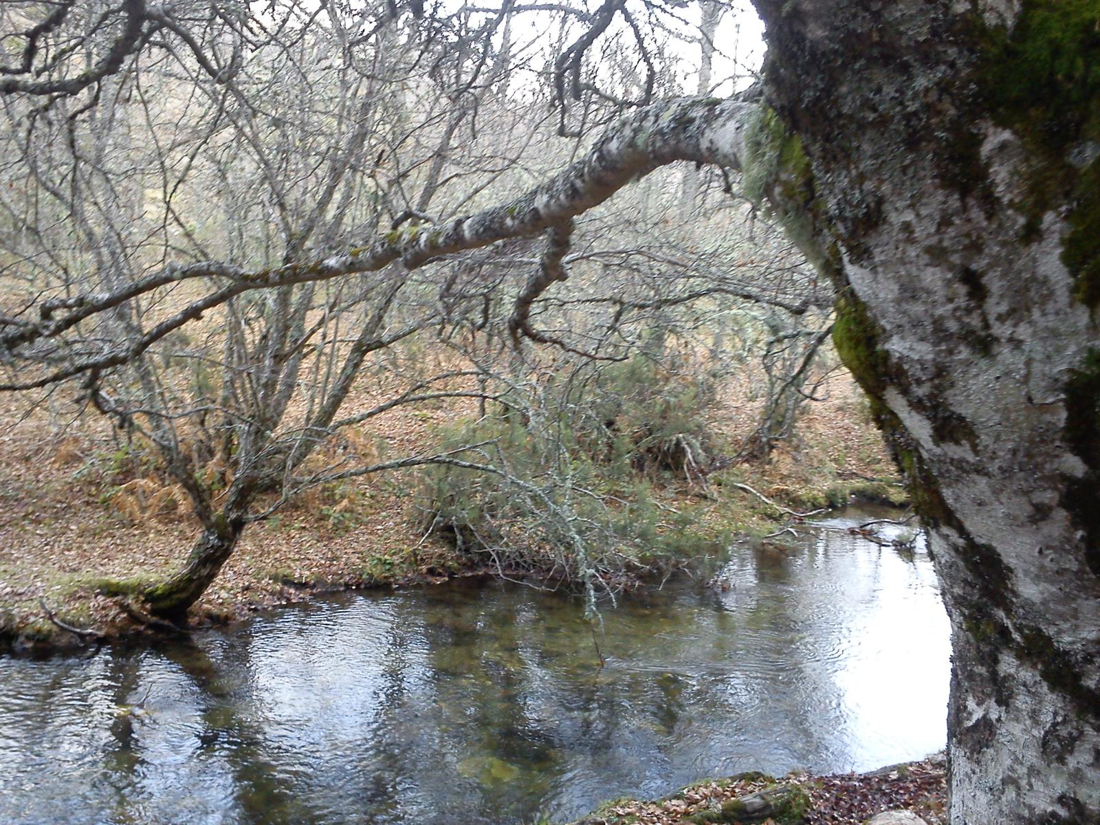 El Bosque de las Hadas, uno de los rincones más fotografiados del hayedo