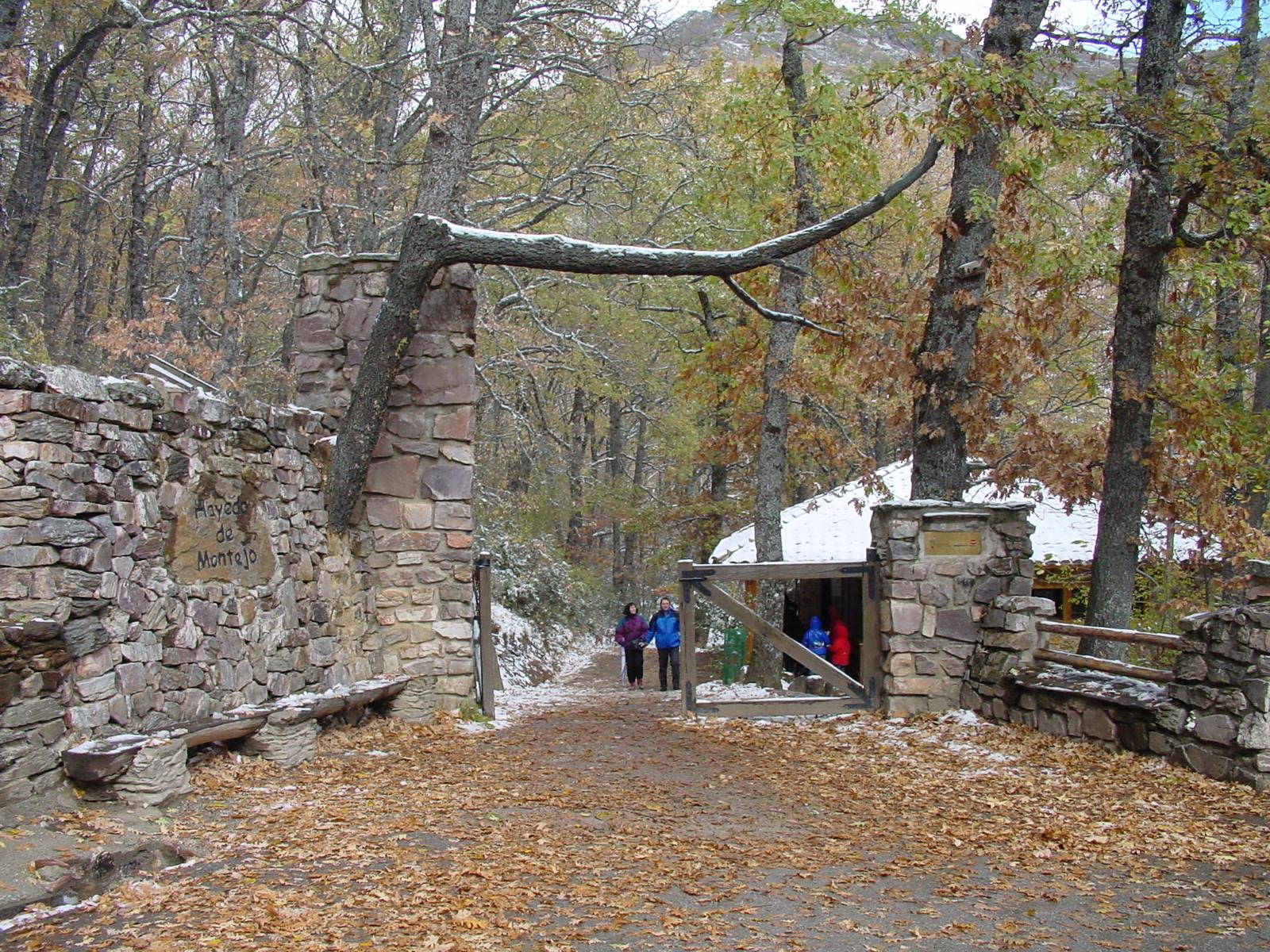 Vista general del hayedo
