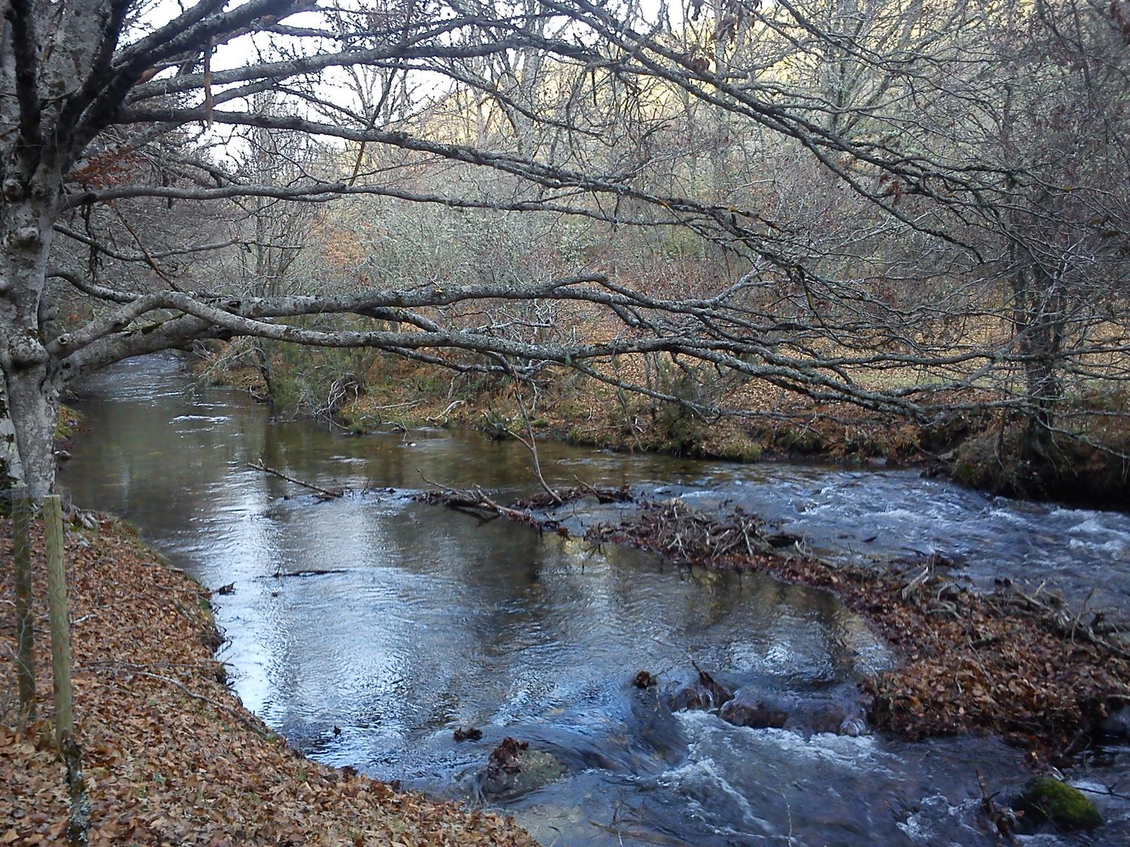 Paseo por el hayedo en invierno, sin hojas