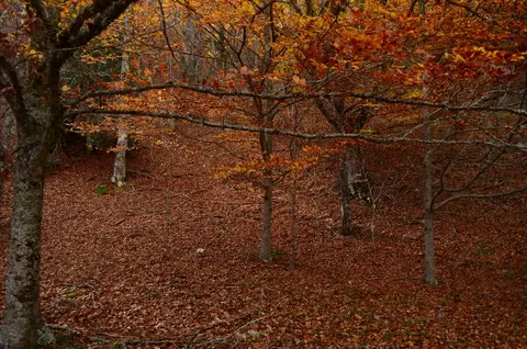 El Hayedo de Montejo de la Sierra en otoño, el bosque de hayas más meridional de Europa, Sierra del Rincón, Madrid