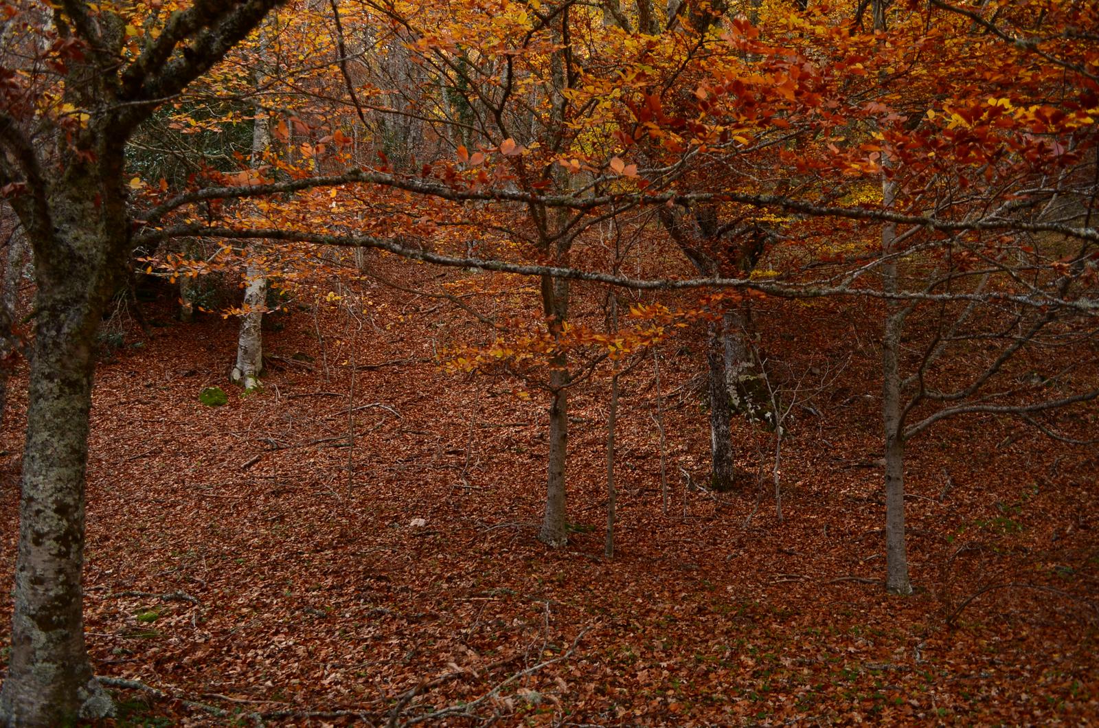 Sotobosque de hayas en tonos rojizos de otoño en el Hayedo de Montejo
