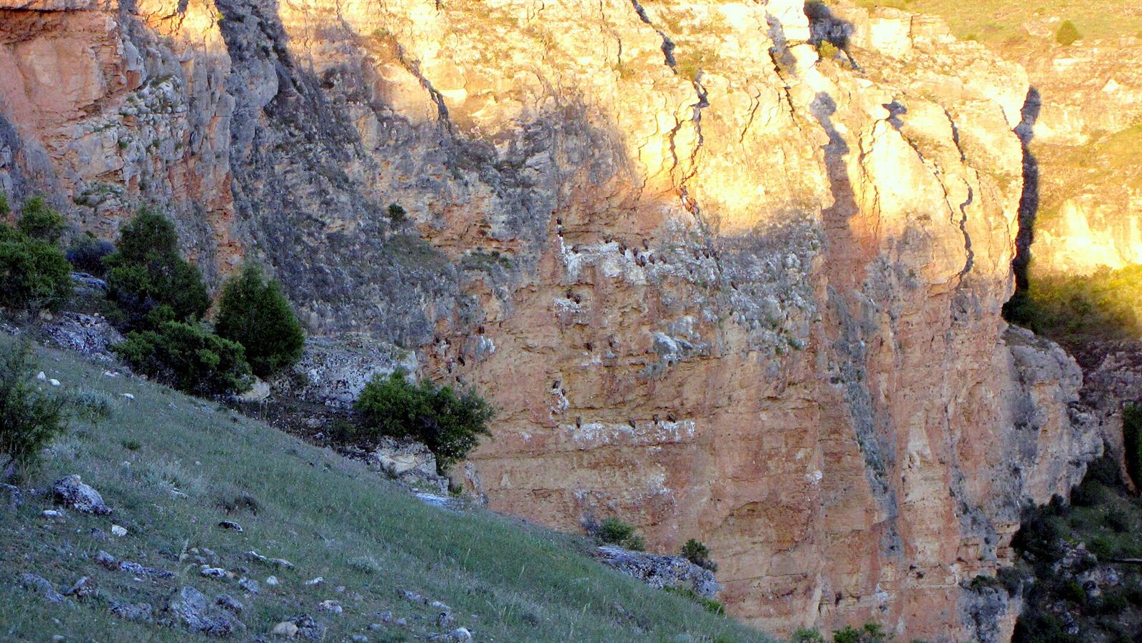 Las paredes del cañón donde anida el buitre leonado, vistas desde la ermita