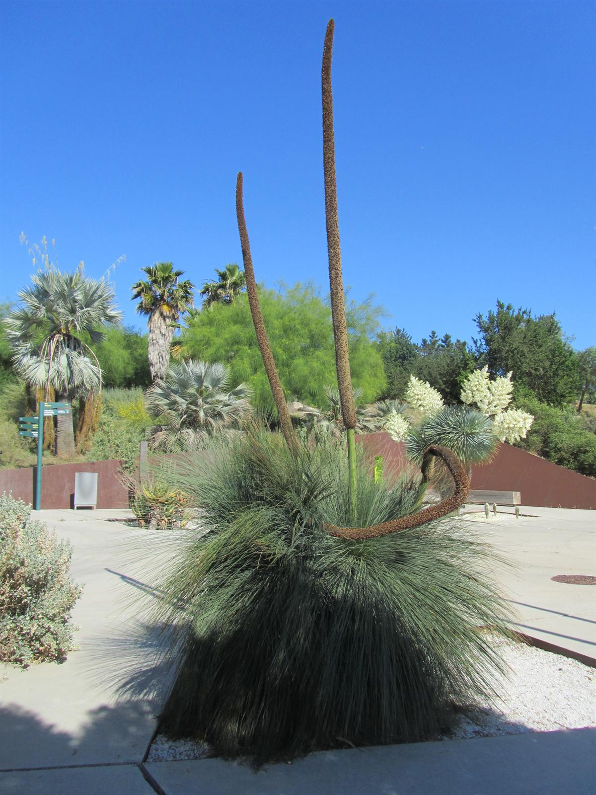 Xanthorrhoea glauca, uno de los árboles de hierba australianos del jardín