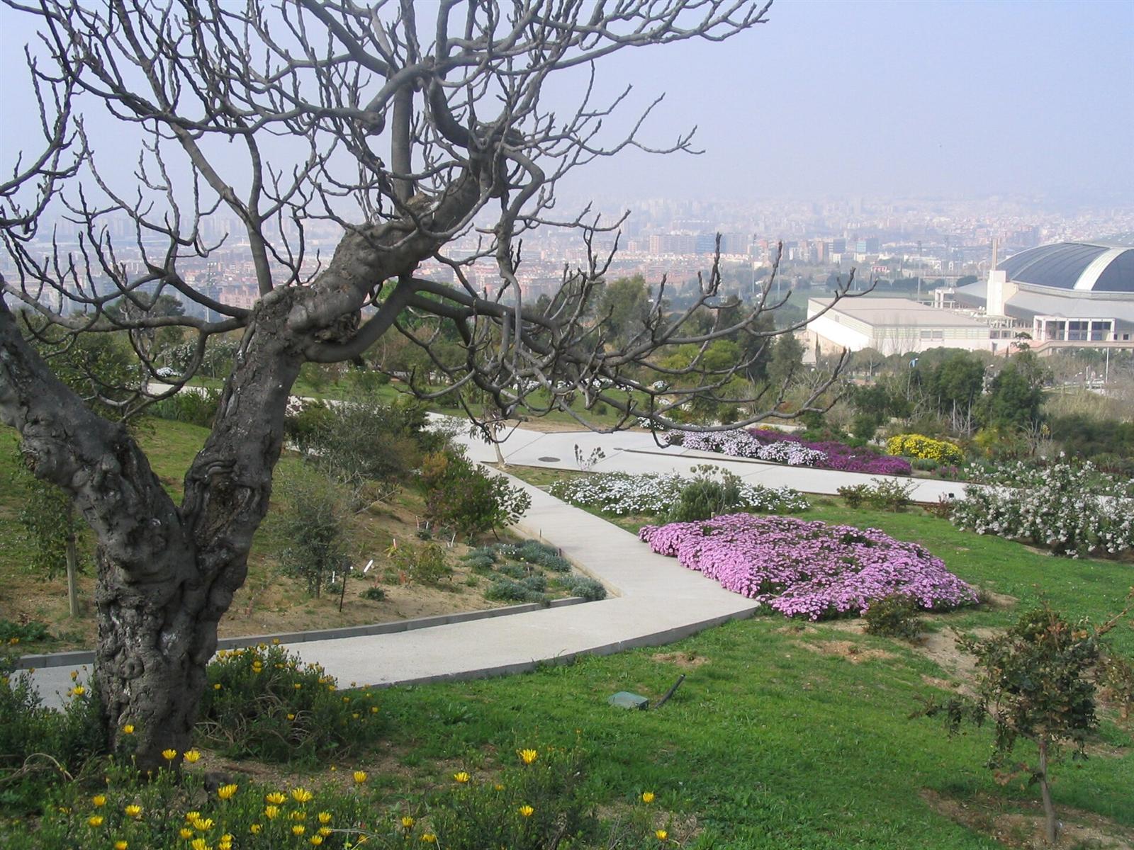 Macizo de flores junto a un sendero del Jardí Botànic, con el Palau Sant Jordi y Barcelona al fondo