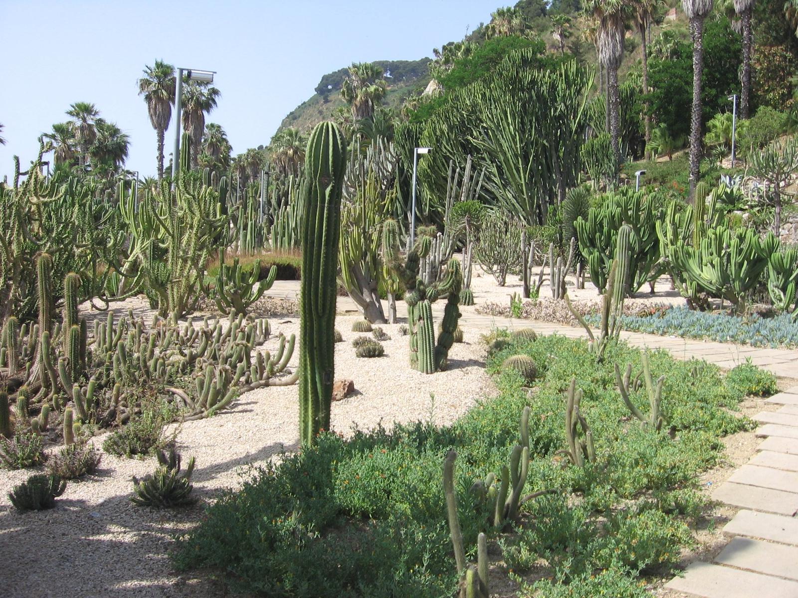 Camino central del jardín con cactus columnares y vistas a Collserola
