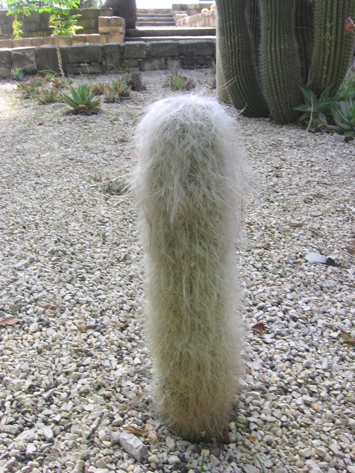Cephalocereus senilis, conocido como cabeza de viejo, en los Jardins de Mossèn Costa i Llobera