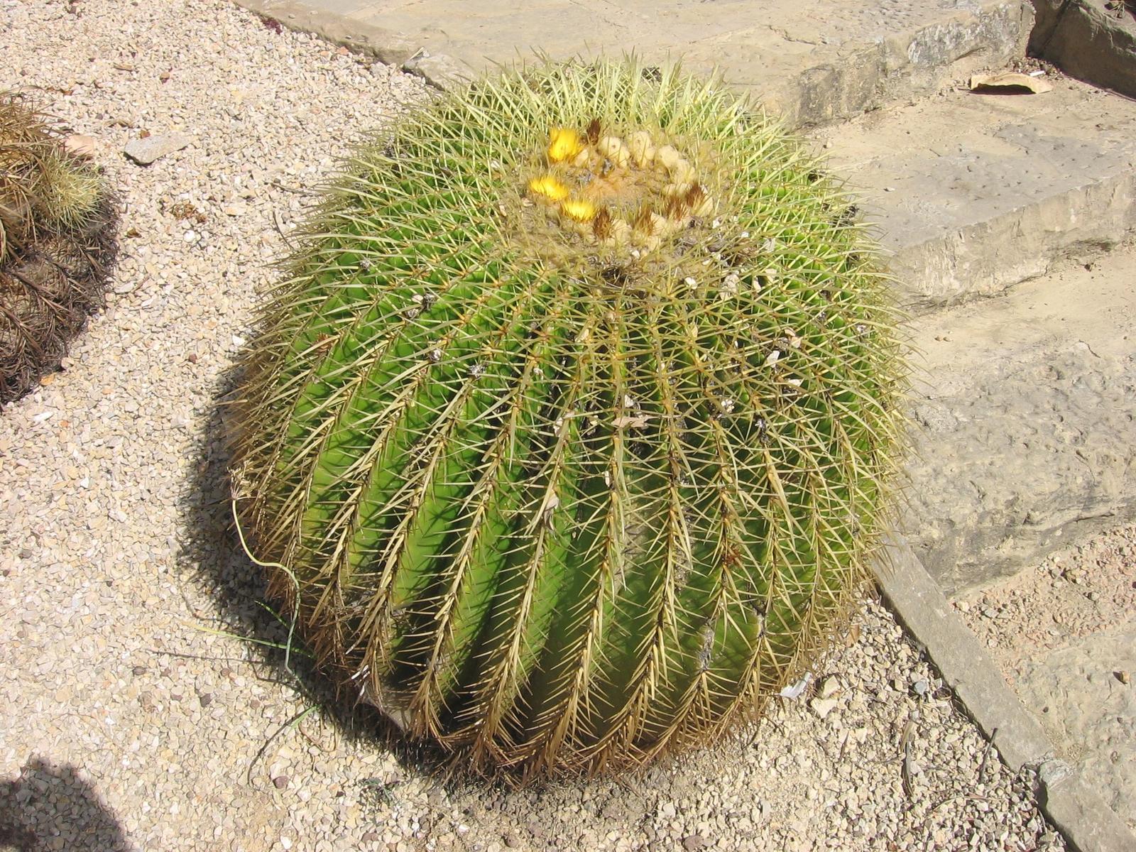 Echinocactus grusonii, conocido como asiento de la suegra, en flor