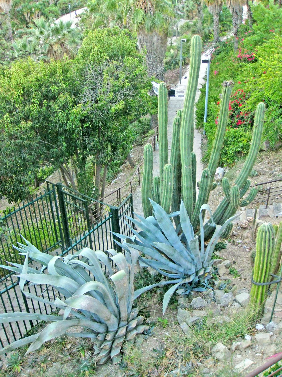 Agaves y cactus columnares junto a uno de los senderos del jardín