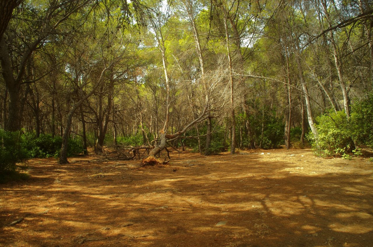 Costa de La Renegà en Oropesa del Mar con pinos mediterráneos