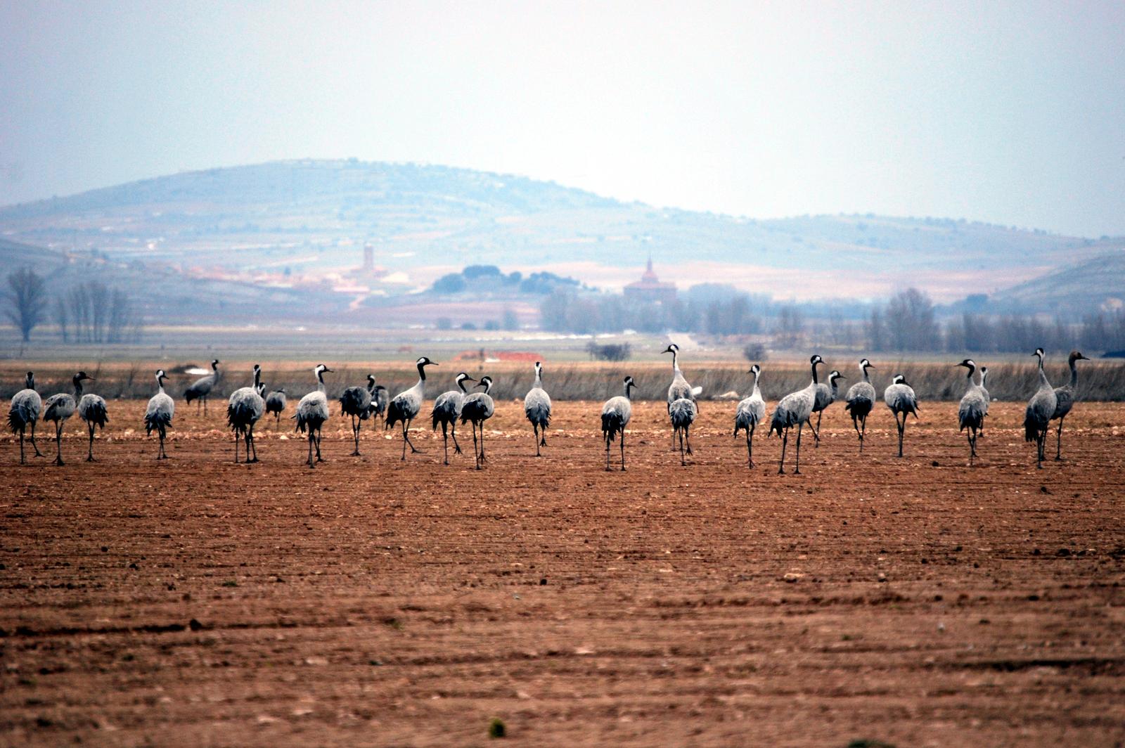 Grullas comunes en la Laguna de Gallocanta
