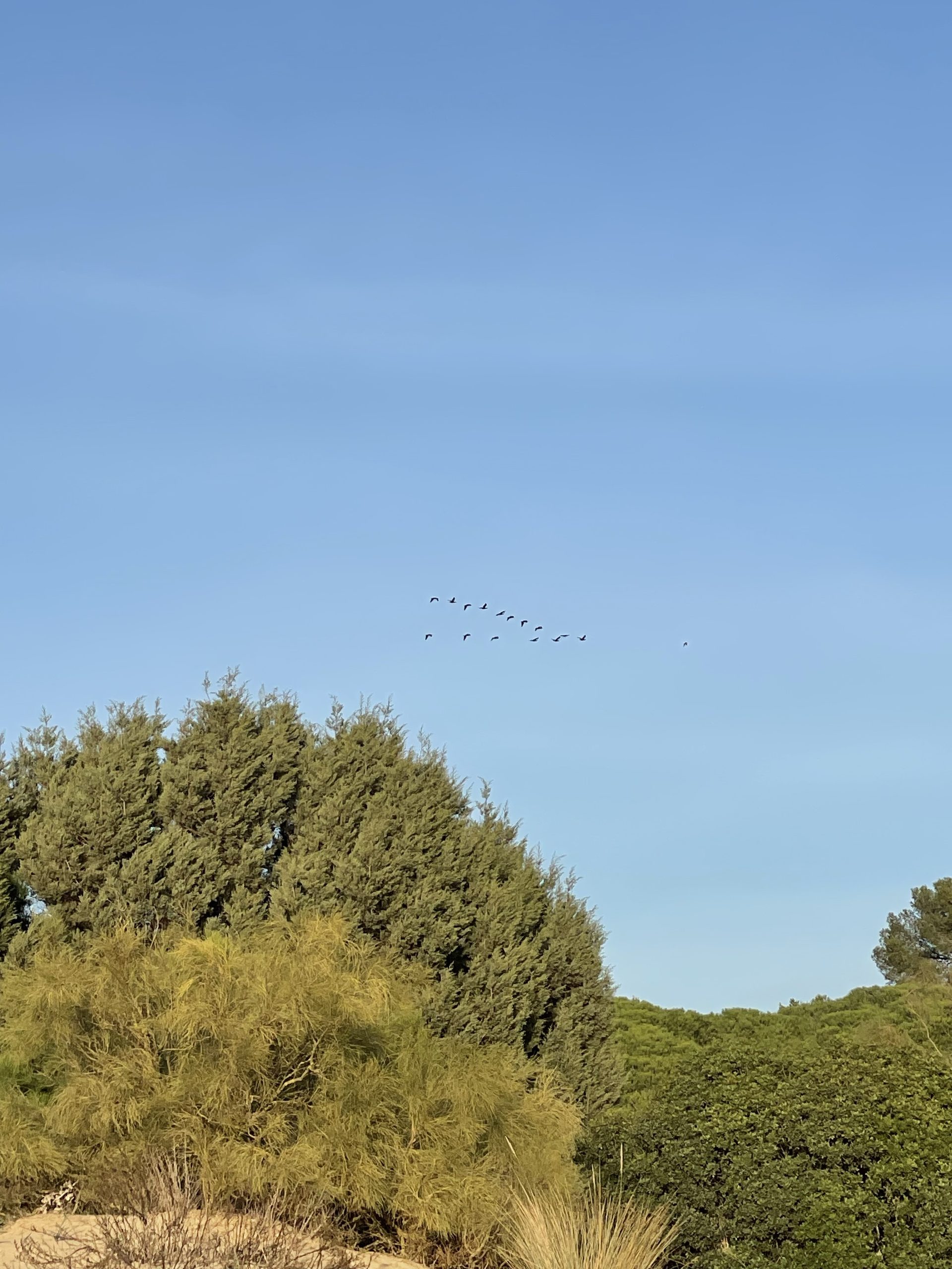 Vuelo de aves sobre el entorno natural de El Portil, Huelva