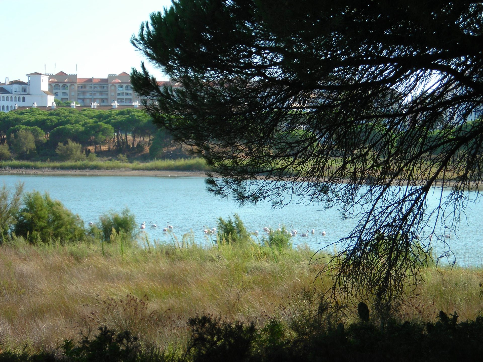 Flamencos en la Laguna del Portil, Huelva