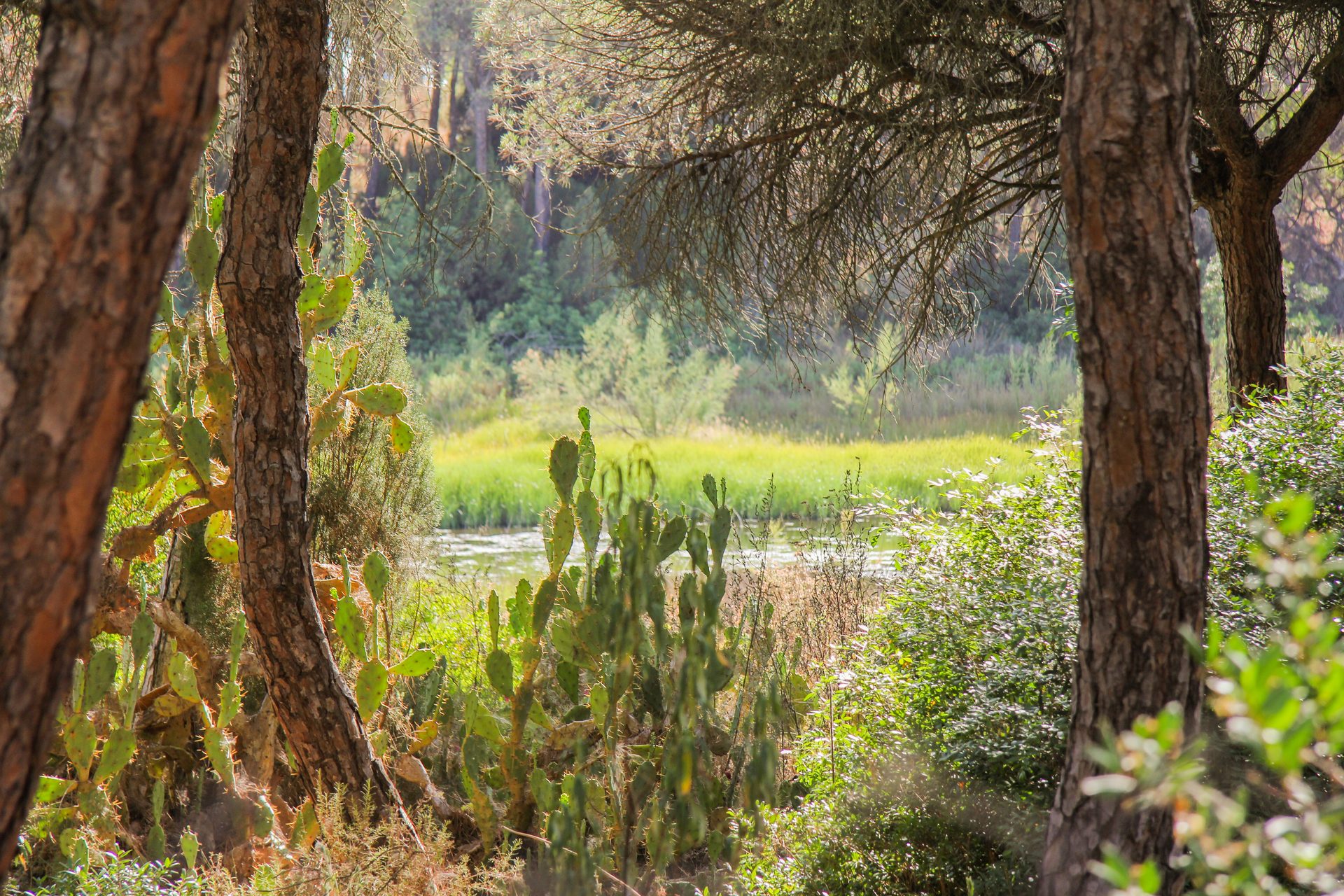 Vista panorámica de la Laguna del Portil con vegetación de ribera, El Portil, Huelva