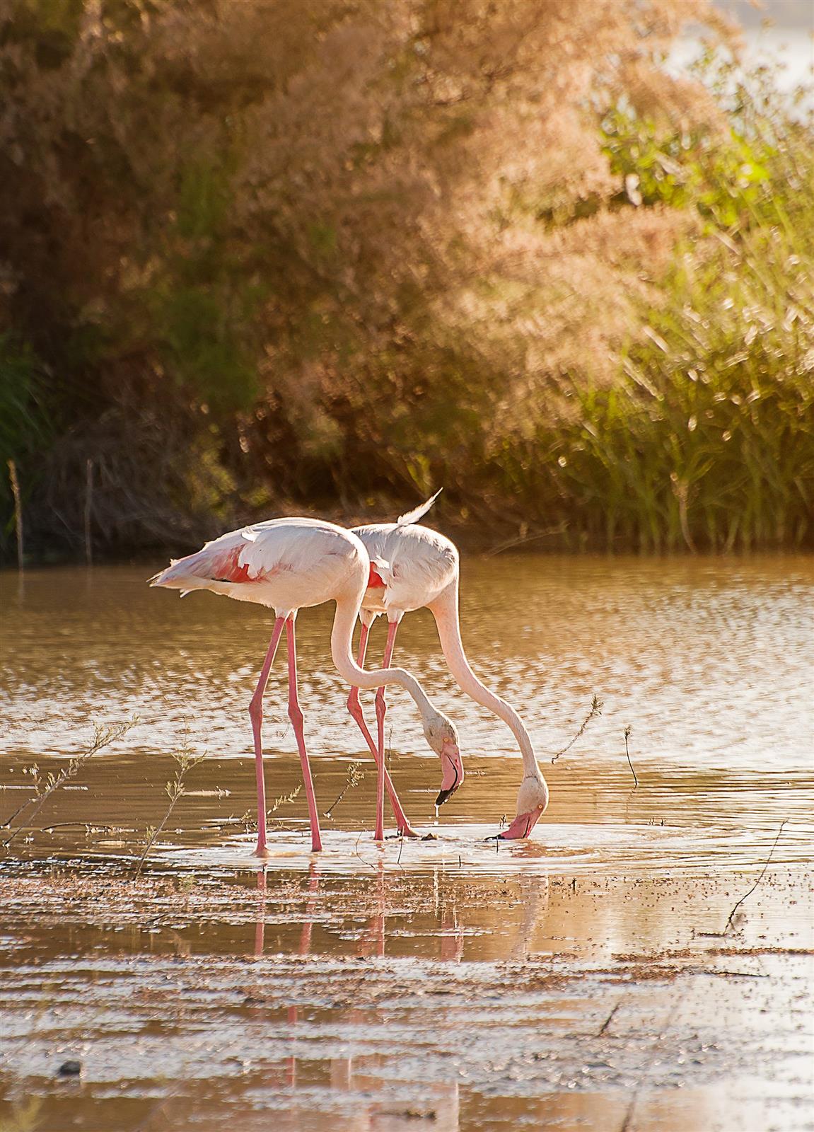 Flamencos en vuelo sobre la laguna de Fuente de Piedra, Málaga